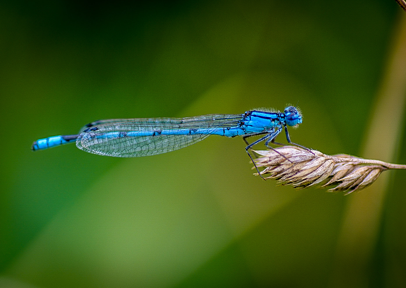 Electric Blue Dragonfly